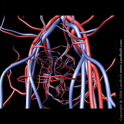 image of veins
